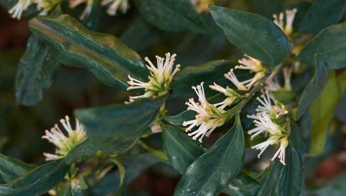 Sarcococca : 5 idées d'association