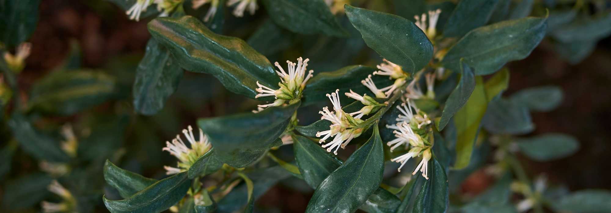 Sarcococca : 5 idées d'association