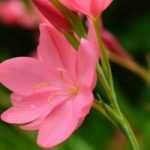 Schizostylis : plantation, culture