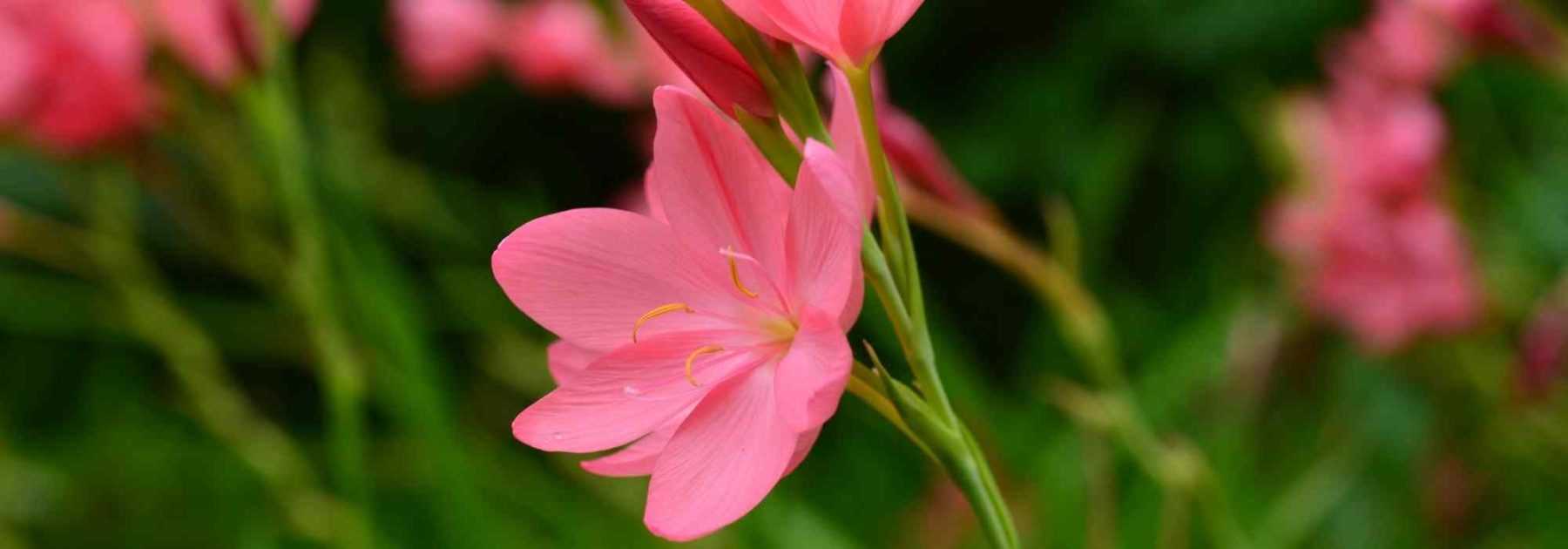 Schizostylis : plantation, culture