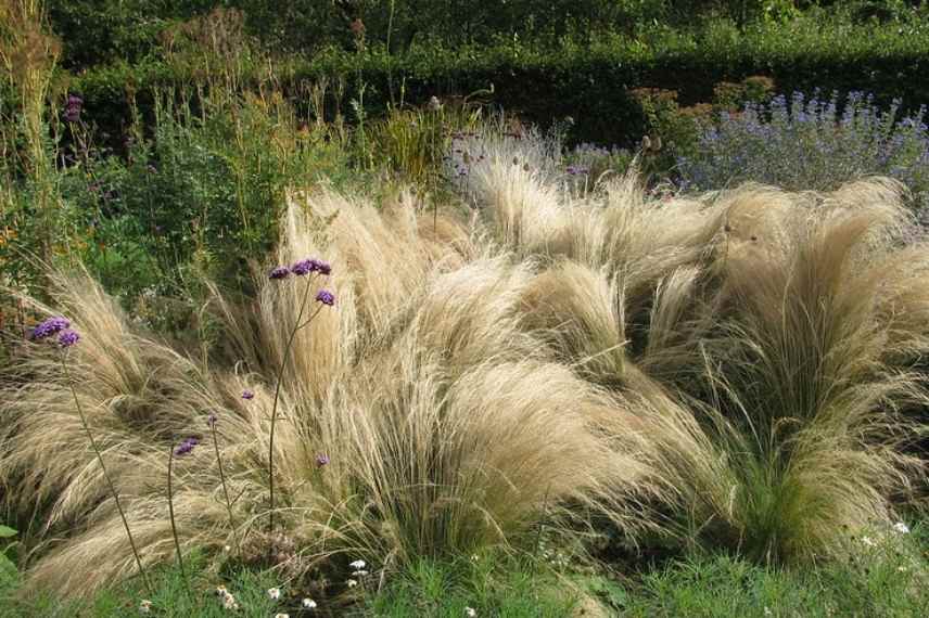 Stipa tenuissima, graminee en pot