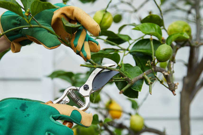 Comment tailler un citronnier