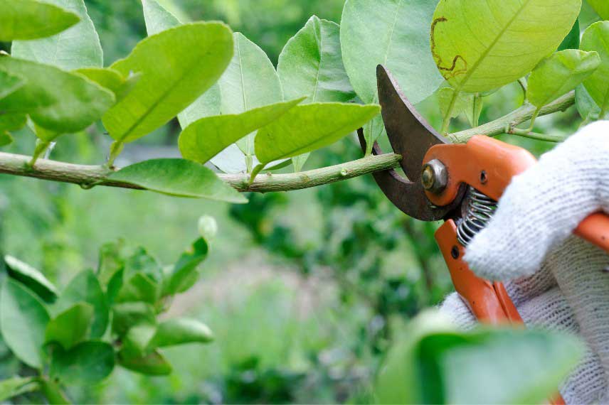 Comment tailler un citronnier