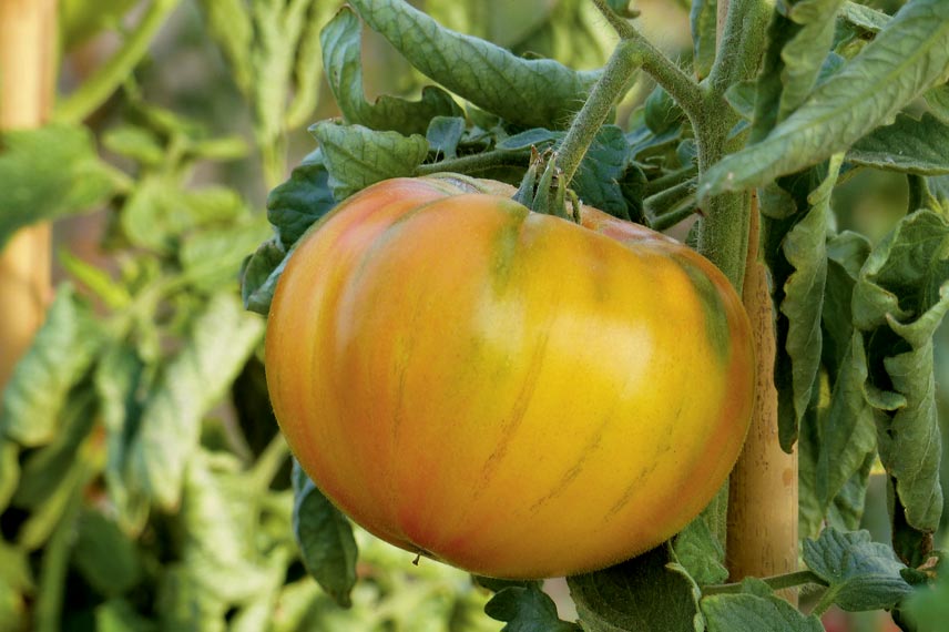 La tomate Ananas, la plus grosse des tomates anciennes de couleur orange