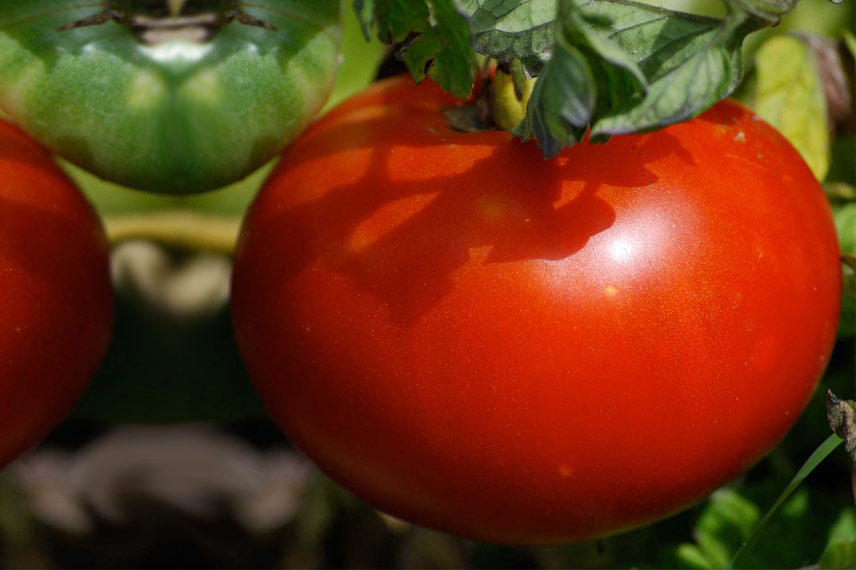 La tomate Merveille des marchés, une variété ancienne à la belle texture