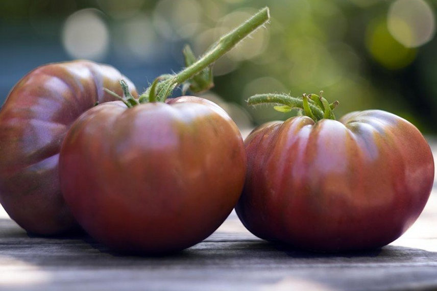 La Noire de Crimée, une tomate ancienne particulièrement réputée