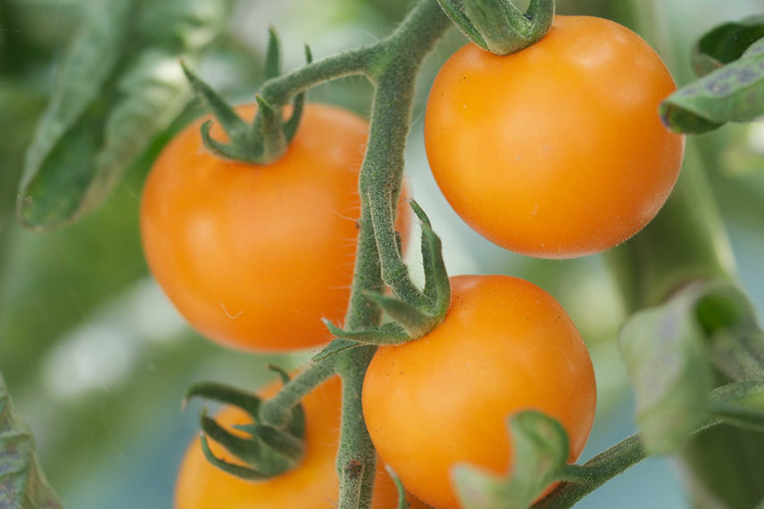 La tomate Orange Bourgoin, une variété ancienne catégorie mini