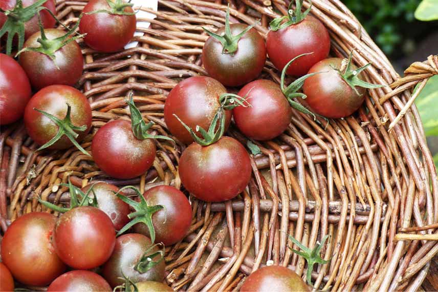 La tomate ‘Black Cherry’, une variété aux fruits presque noirs