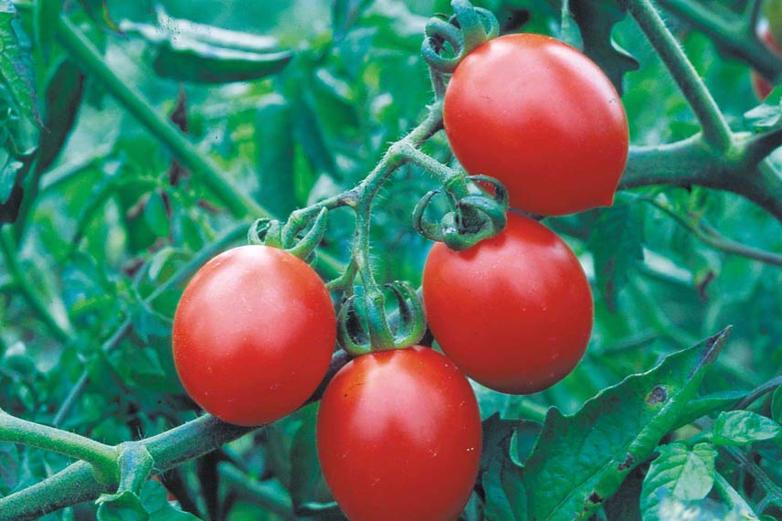 La tomate cerisette ‘Brin de Muguet’, une variété aux fruits de forme originale