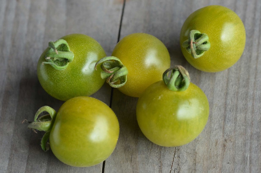 Tomate ‘Green Doctor’s Frosted’ © La Ferme de Sainte-Marthe