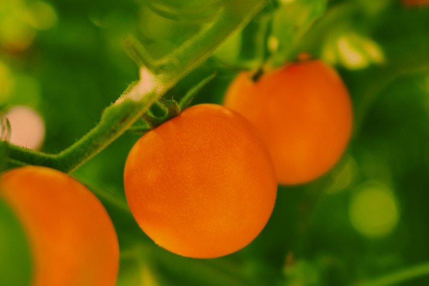 La tomate ‘Orange Berry’ et ses guirlandes de fruits orange vif