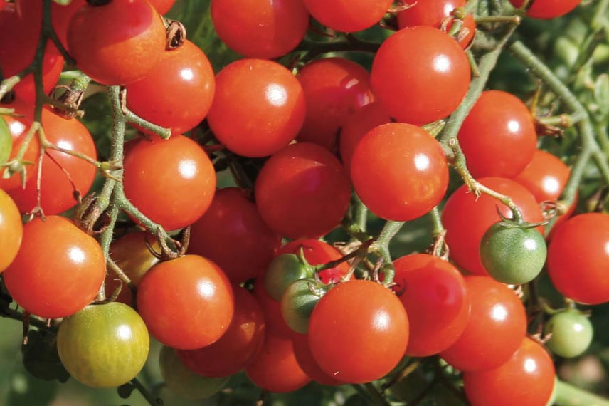 La tomate cerise ‘Sweetbaby’, la préférée des enfants