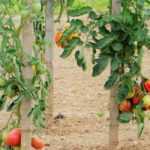 Tomate : 7 variétés pour débutant