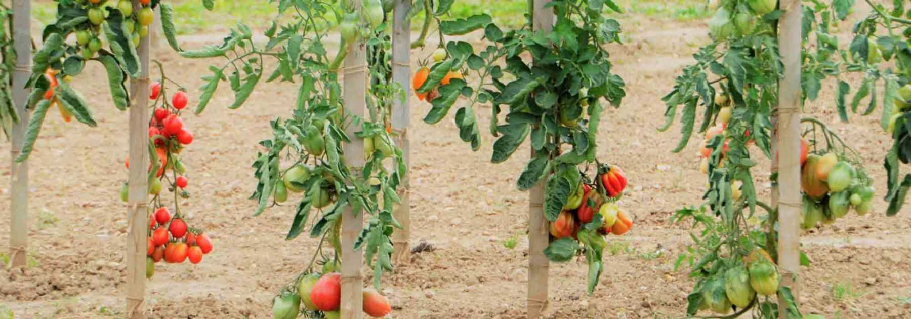 Tomate : 7 variétés pour débutant