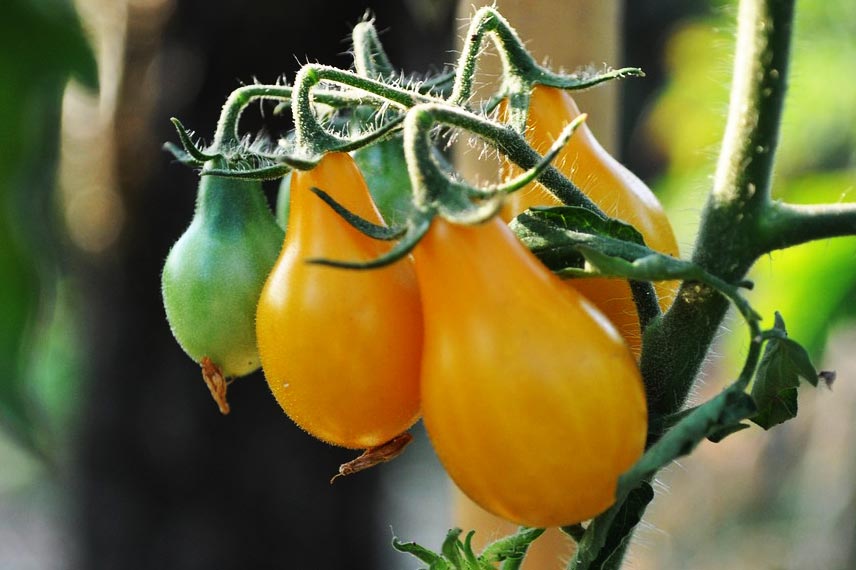 La tomate ‘Poire jaune’, une variété ancienne de type cerise très gratifiante