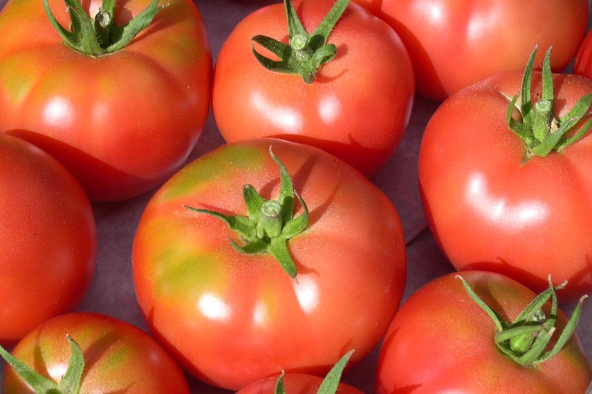 La tomate Rose de Berne, une variété ancienne résistante aux maladies