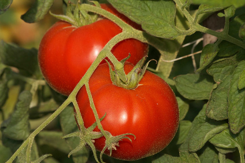 La tomate ‘Saint-Pierre’, une variété de gros calibre facile à cultiver