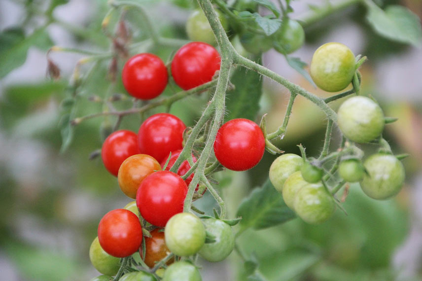 La tomate ‘Supersweet’, une variété hyper productive et vigoureuse