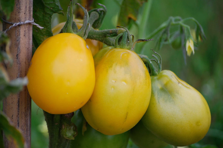 La tomate ‘Téton de Vénus’, une variété qui ne craint ni l’oïdium ni le mildiou