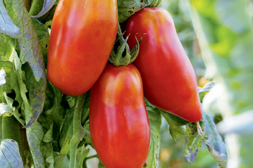 La tomate Cornue des Andes, l’une des meilleures variétés qui soient