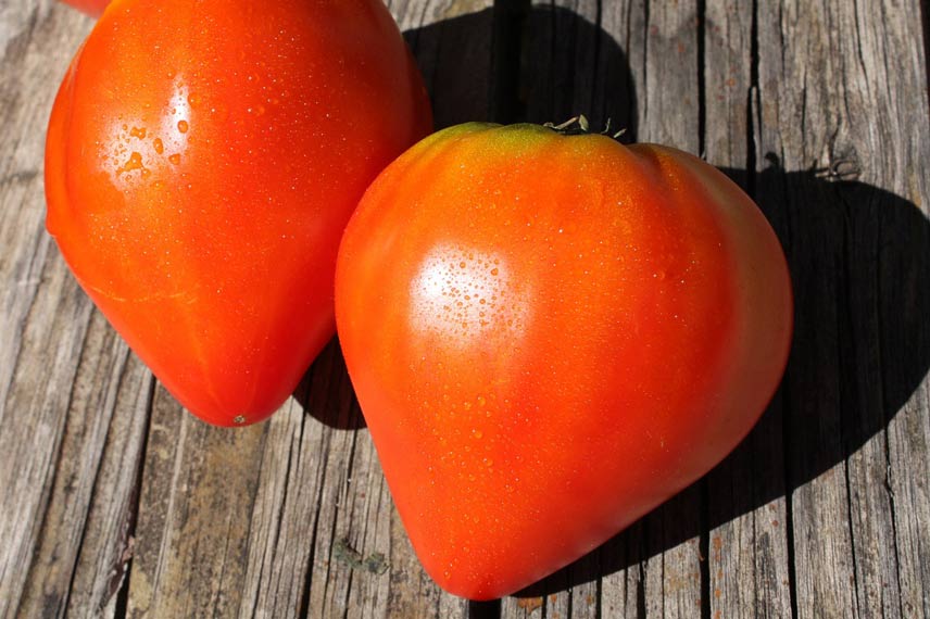 La tomate ‘Cuor Di Bue’, l’authentique tomate cœur de bœuf