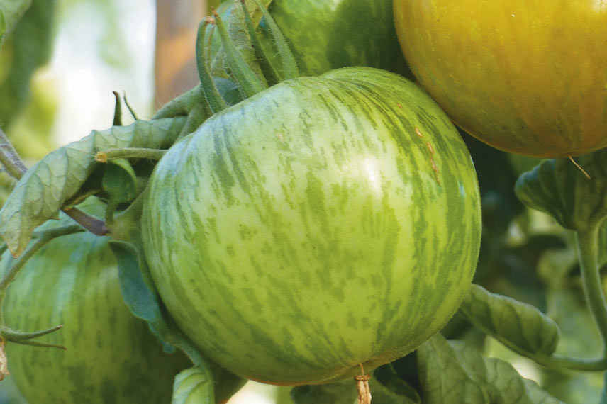 La tomate Green Zebra, appréciée pour son côté acidulé dans les salades