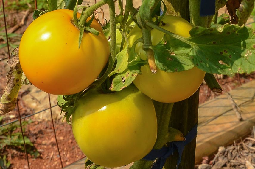 Tomate Lemon Boy - Mark Levisay - Flickr