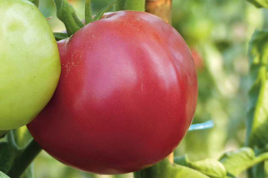 La tomate Rose de Berne, une variété ancienne à chair rose et parfumée