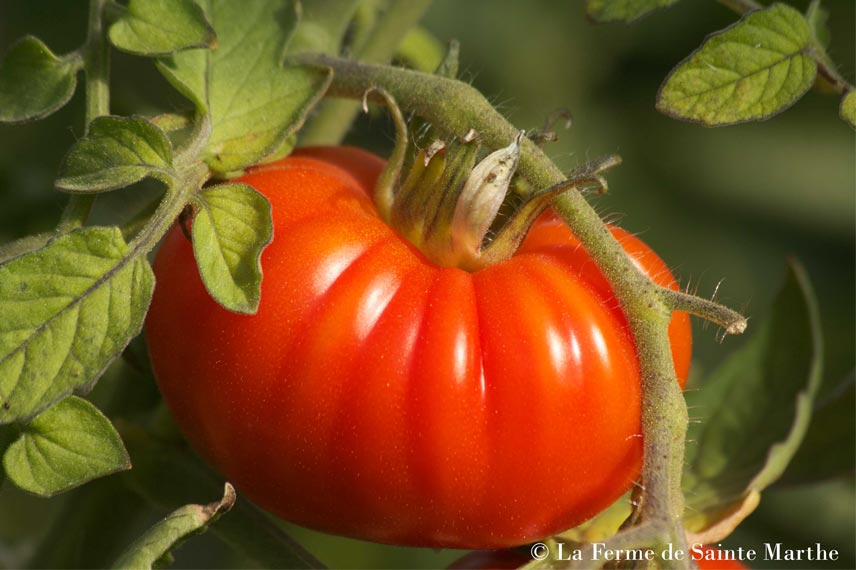 La tomate Marmande, un incontournable à farcir