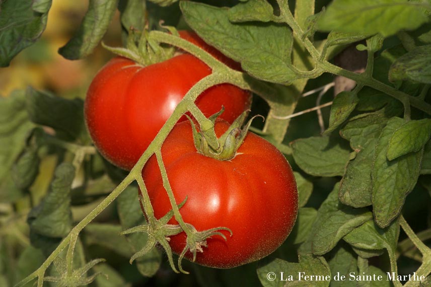 La tomate Saint-Pierre, une variété ancienne qui résiste à l’éclatement