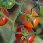 Tomate cerise : les meilleures variétés