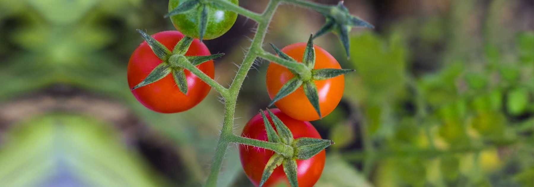 Tomate cerise : les meilleures variétés