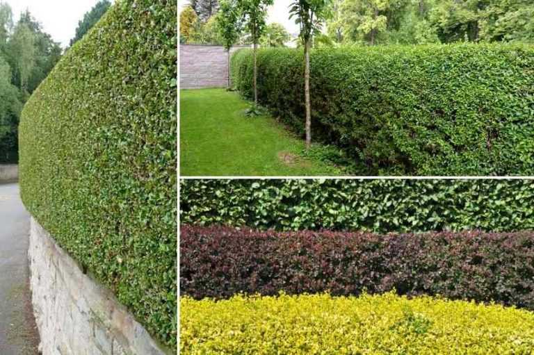Troène ou Ligustrum Guide d