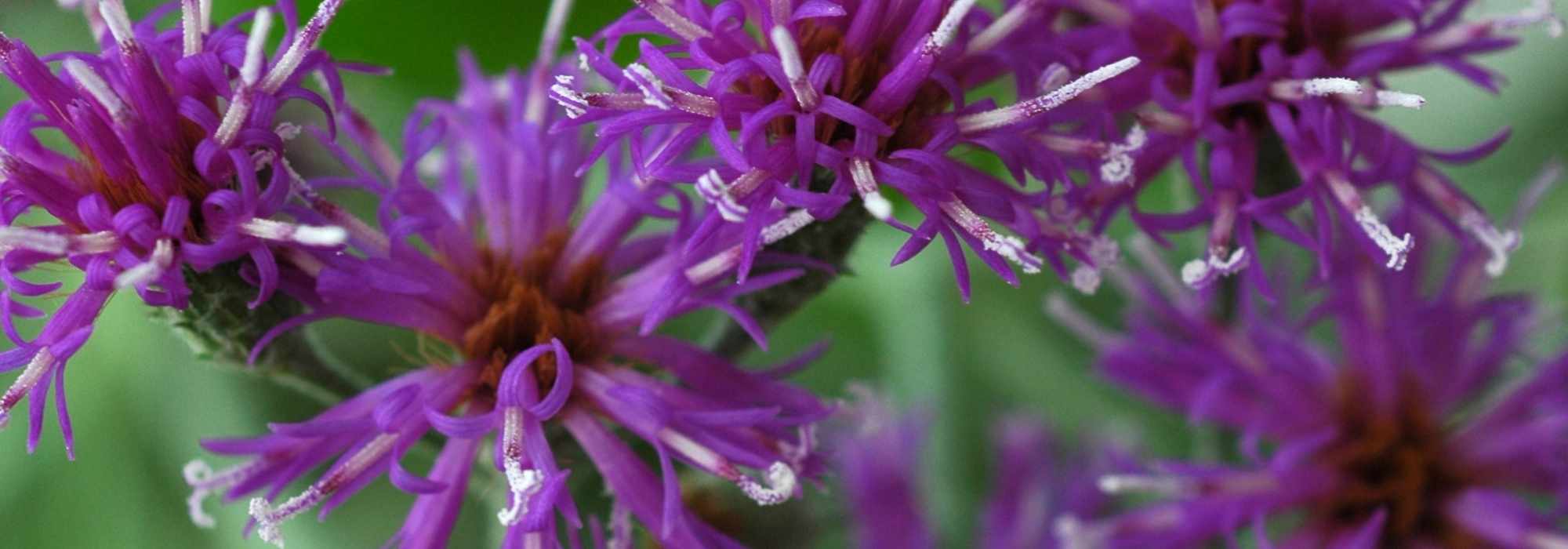 Vernonia : plantation, culture