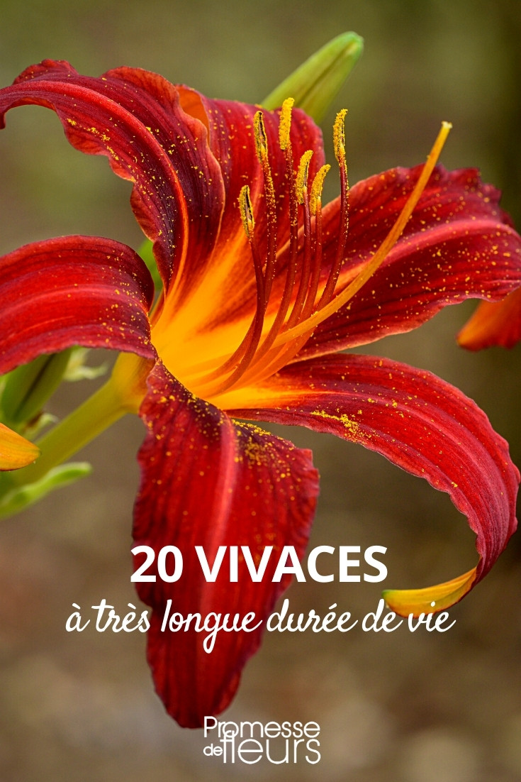10 fleurs vivaces très faciles à semer - Promesse de Fleurs