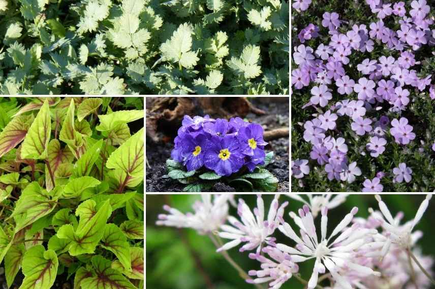 que planter dans un jardin déjà plein