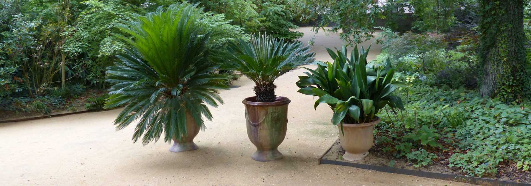 Jardinage : protégez vos plantes pour l'hiver au balcon ou au jardin