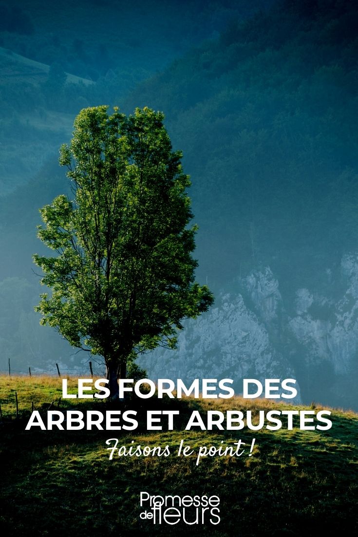 les formes des arbres et arbustes