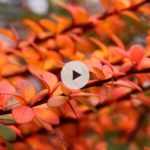 Les Berberis : une belle palette de couleurs