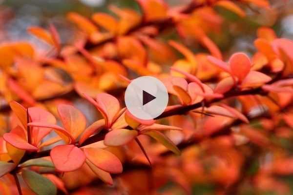 Les Berberis : une belle palette de couleurs