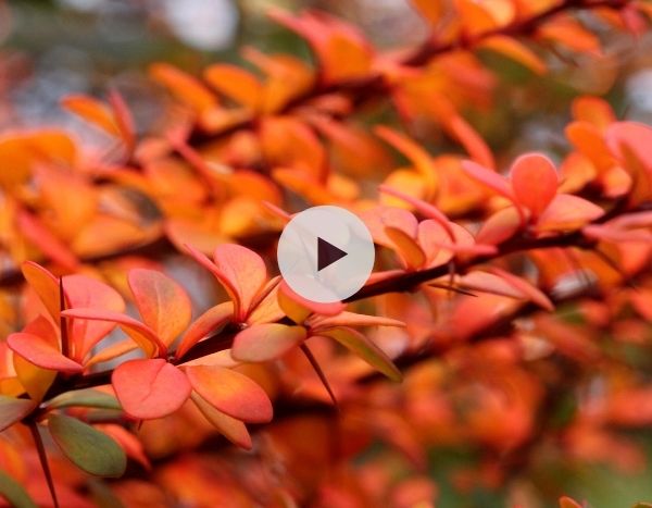 Les Berberis : une belle palette de couleurs