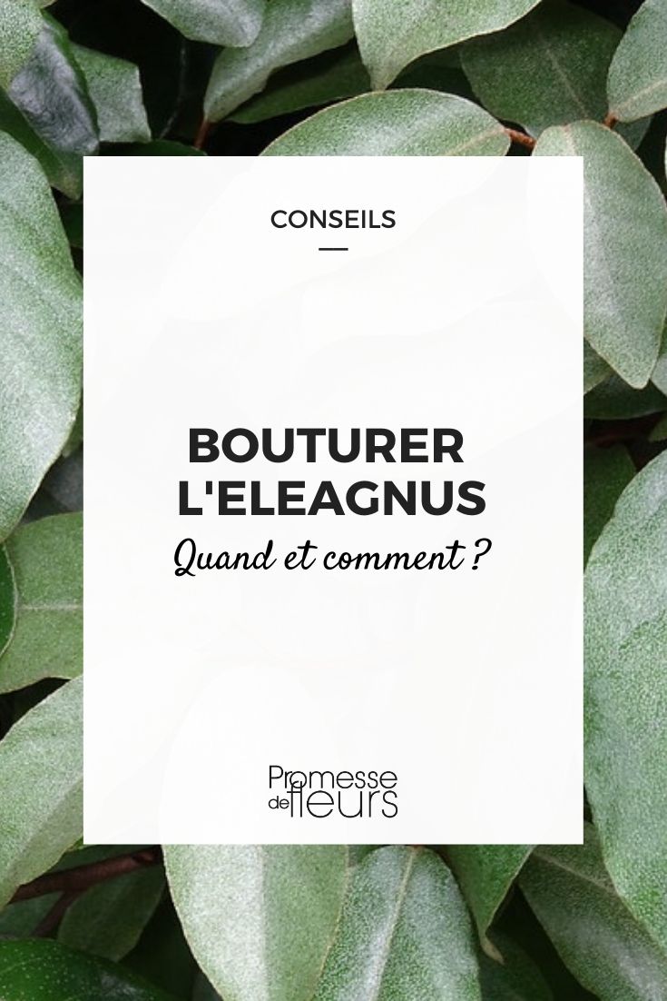 bouturer l'eleagnus