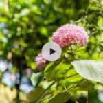 Le Clerodendron bungei