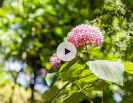 Le Clerodendron bungei
