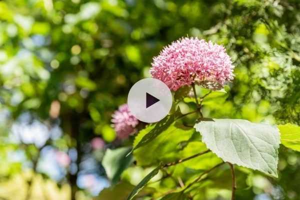 Le Clerodendron bungei