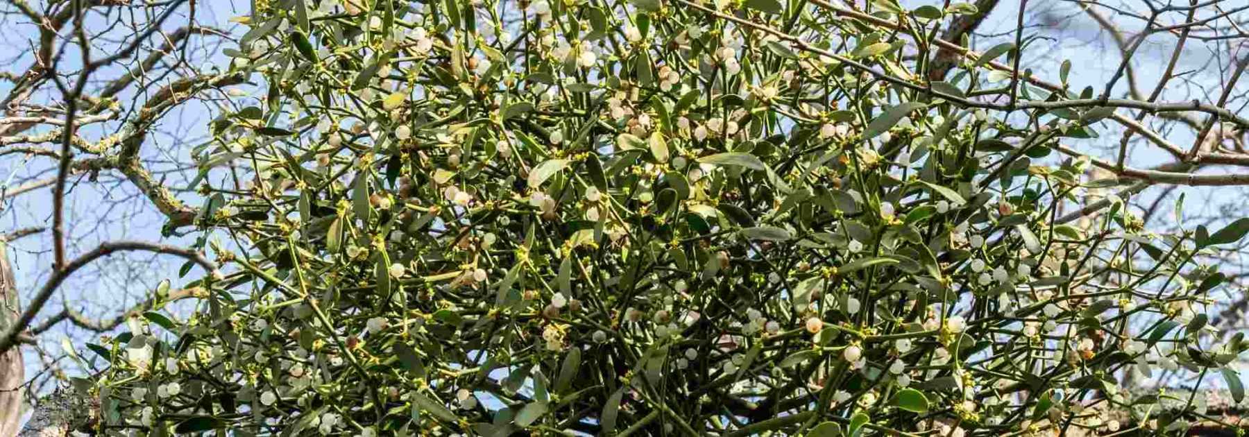 TUTO VIDÉO - Cicatriser une branche ou un tronc d'arbre : pourquoi et  comment ? - France Bleu