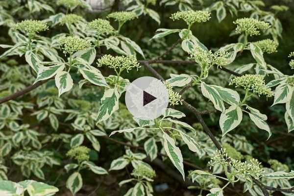 Le Cornus controversa 'Variegata'