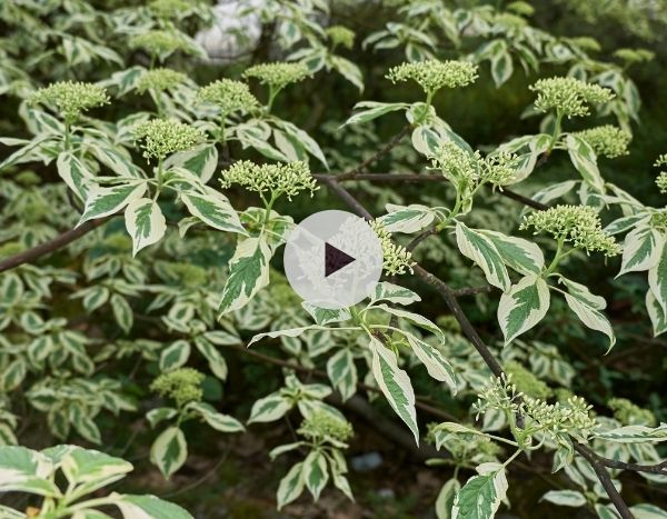 Le Cornus controversa 'Variegata'