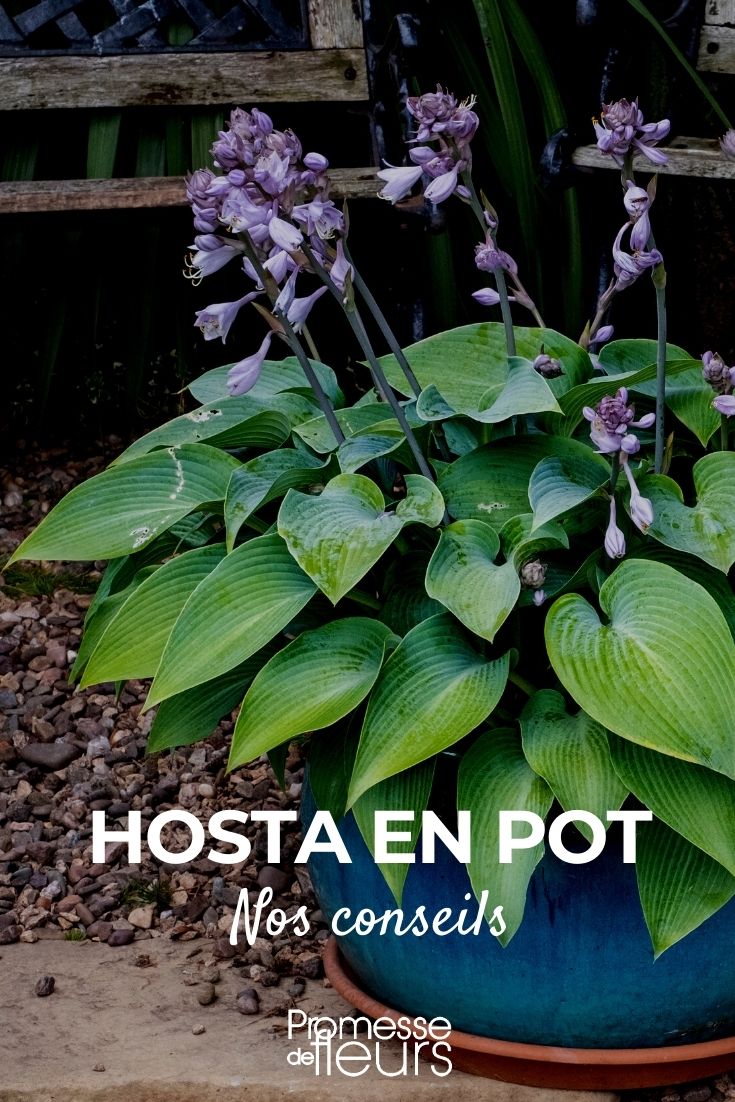 cultiver des hostas en pot