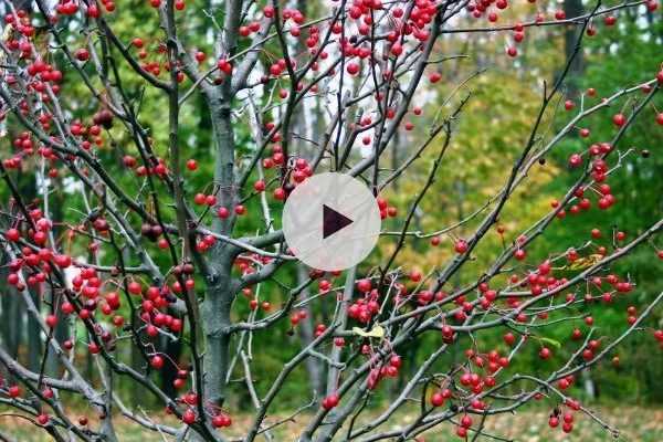 Feuille de houx (Ilex aquifolium), coupe transversale du limbe (x20)